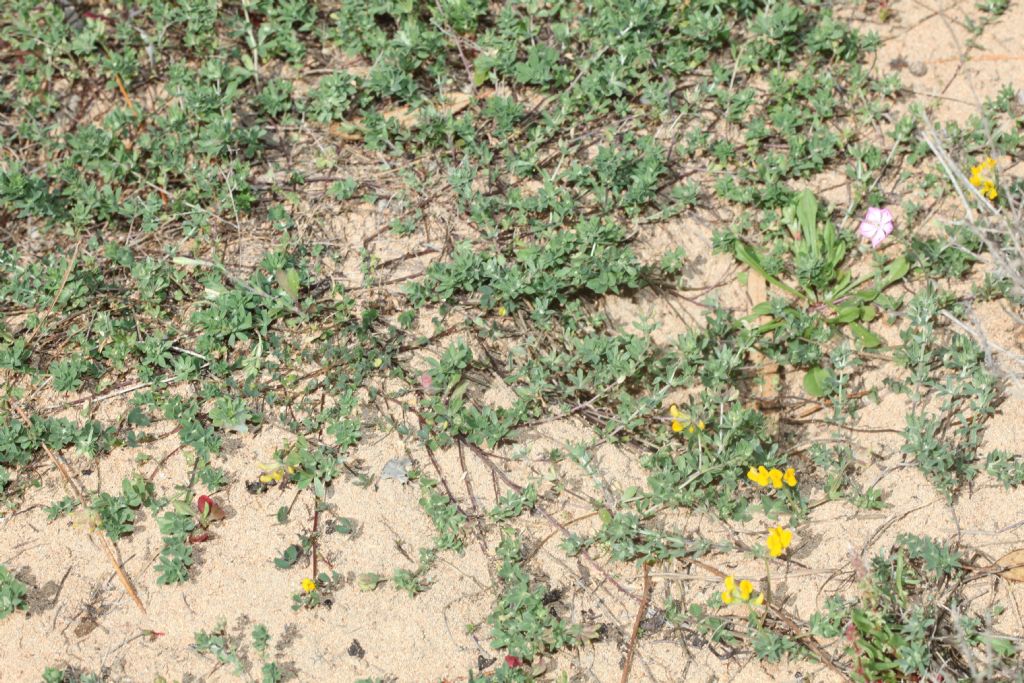 Fabaceae:  Lotus cytisoides (Complesso di)